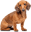 1dachshund